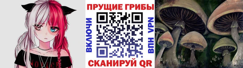 Псилоцибиновые грибы мицелий  Дмитриев 
